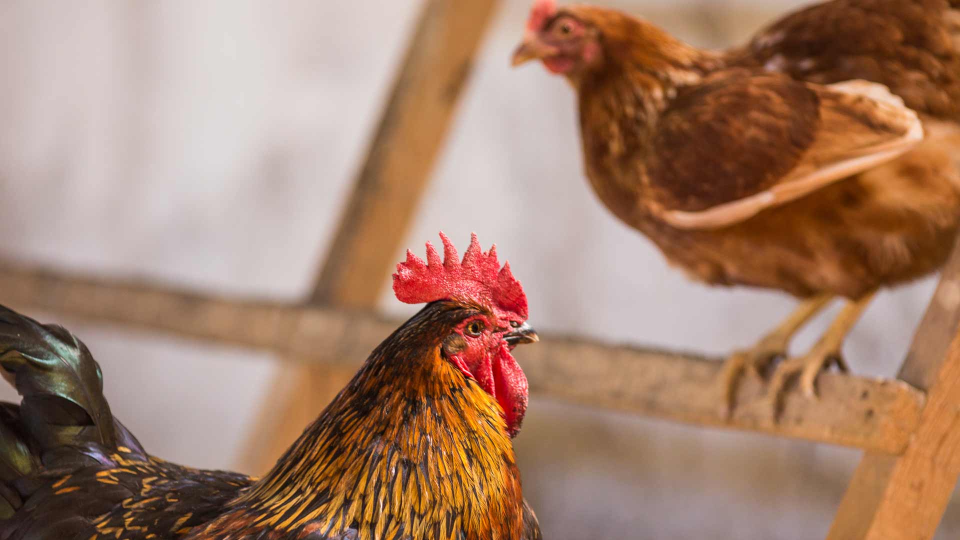 a pénisz méretének oka pénisz fülbevalóval