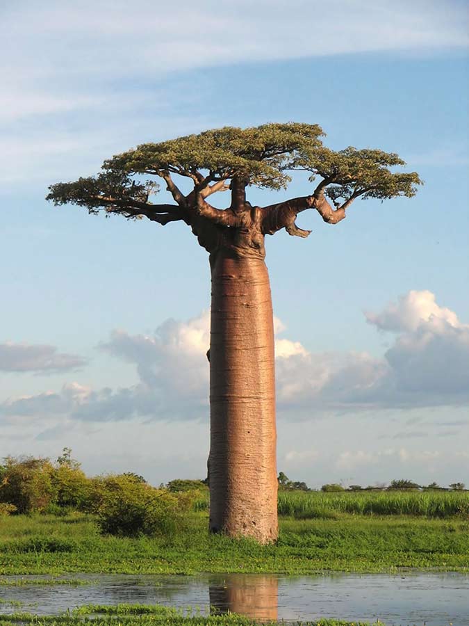 Nagy zsákmány szex Afrikában