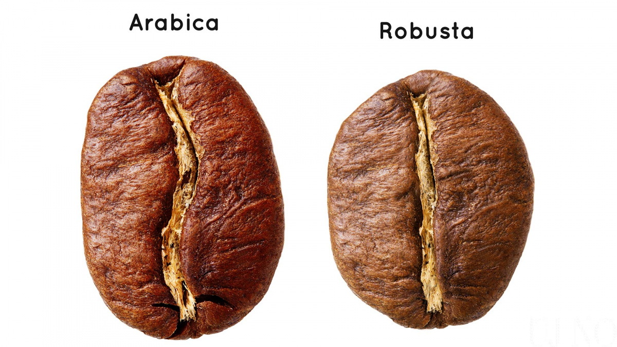 arabica-robusta-kave.jpg