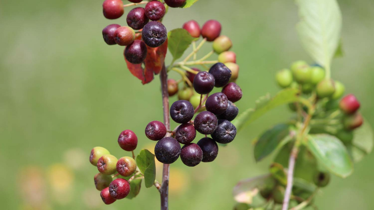 aronia.jpg