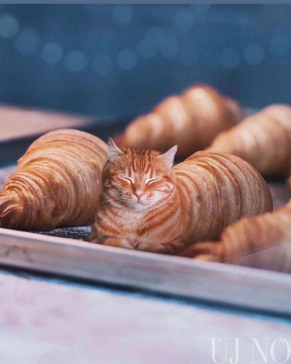 croissant-macska-2.jpg