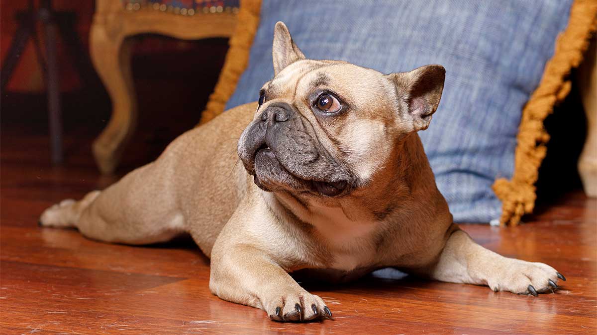 francia-bulldog.jpg