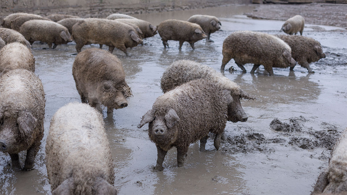 mangalica-sar.jpg