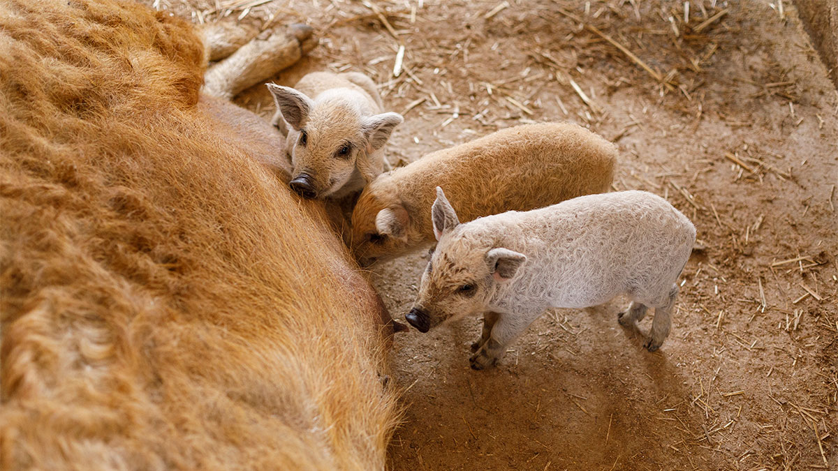 mangalica_0.jpg