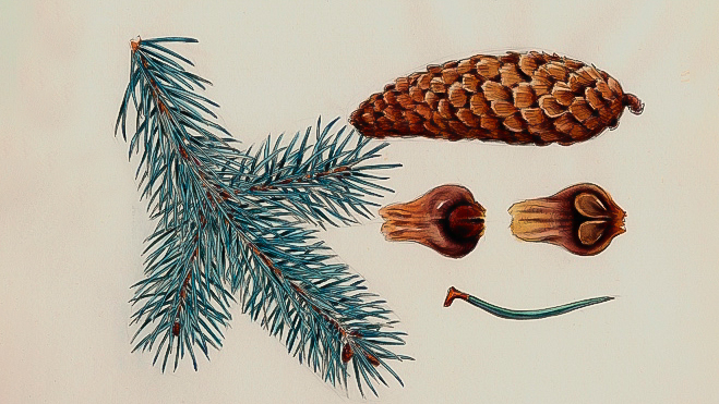 picea_pungens7.jpg