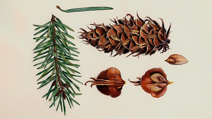 pseudotsuga_menziesii8.jpg