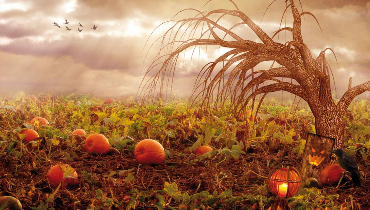 pumpkinpatch.jpg