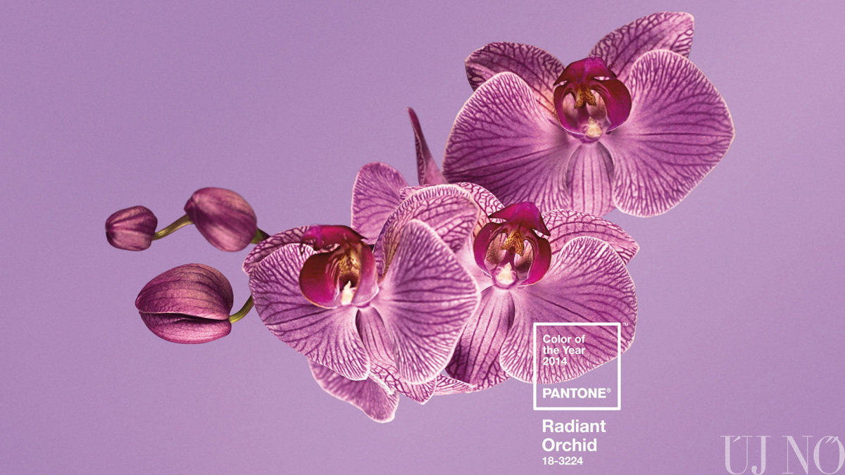 ragyogo-orchidea-pantone.jpg