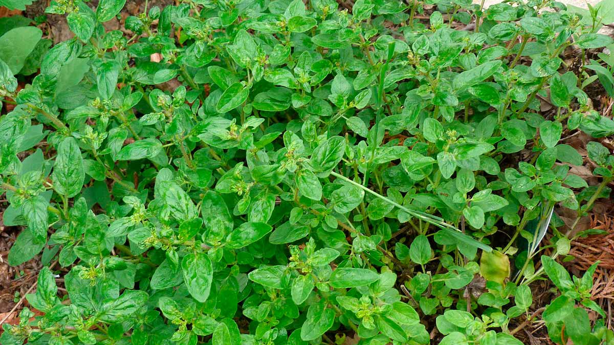 szurokfu-oregano.jpg