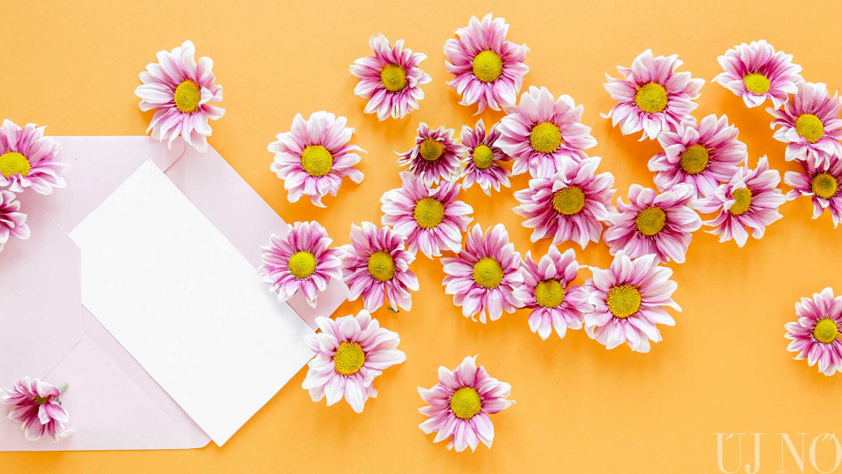 top-view-pink-flowers-envelope-leveltitok.jpg