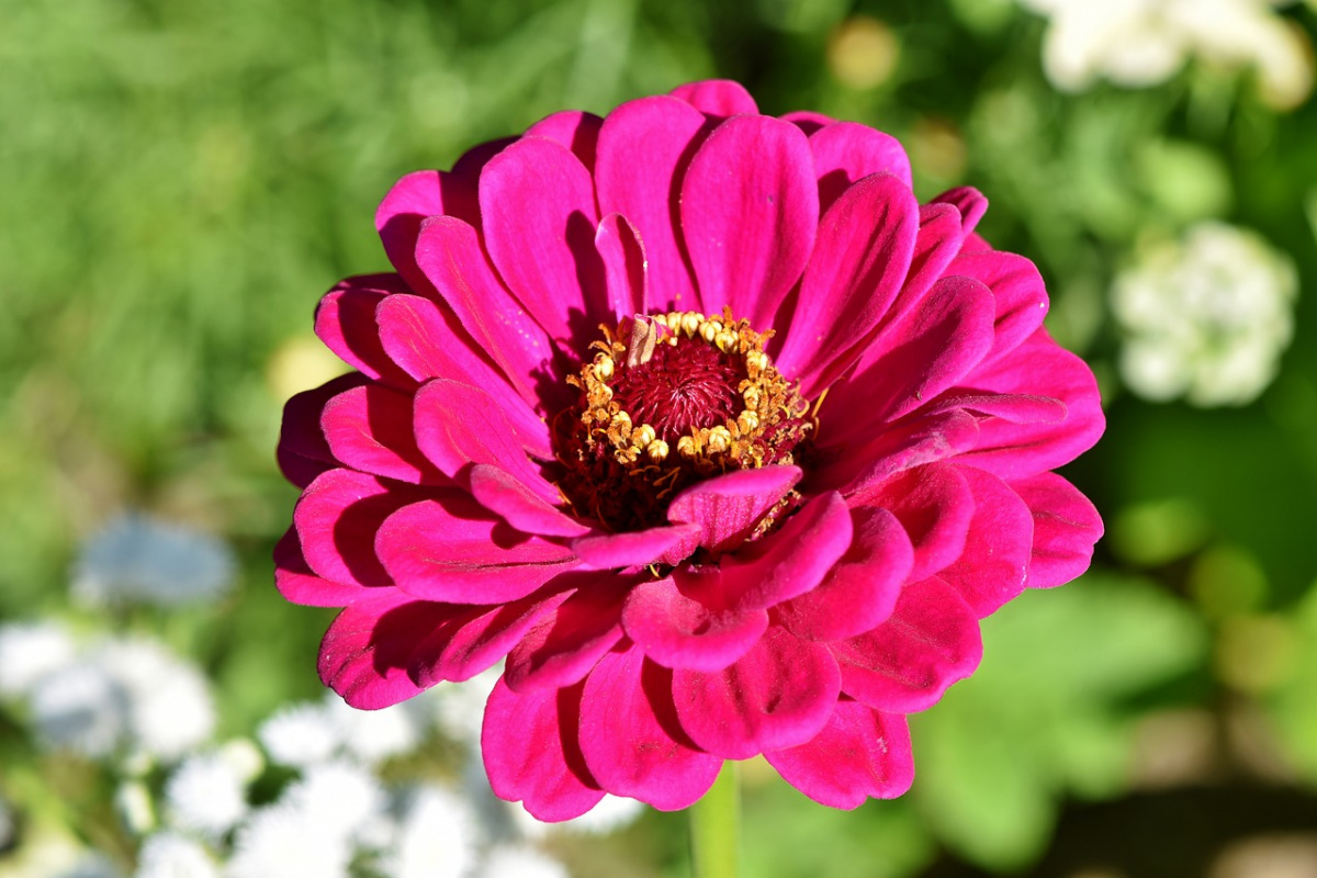 zinnia-3805154_1280.jpg