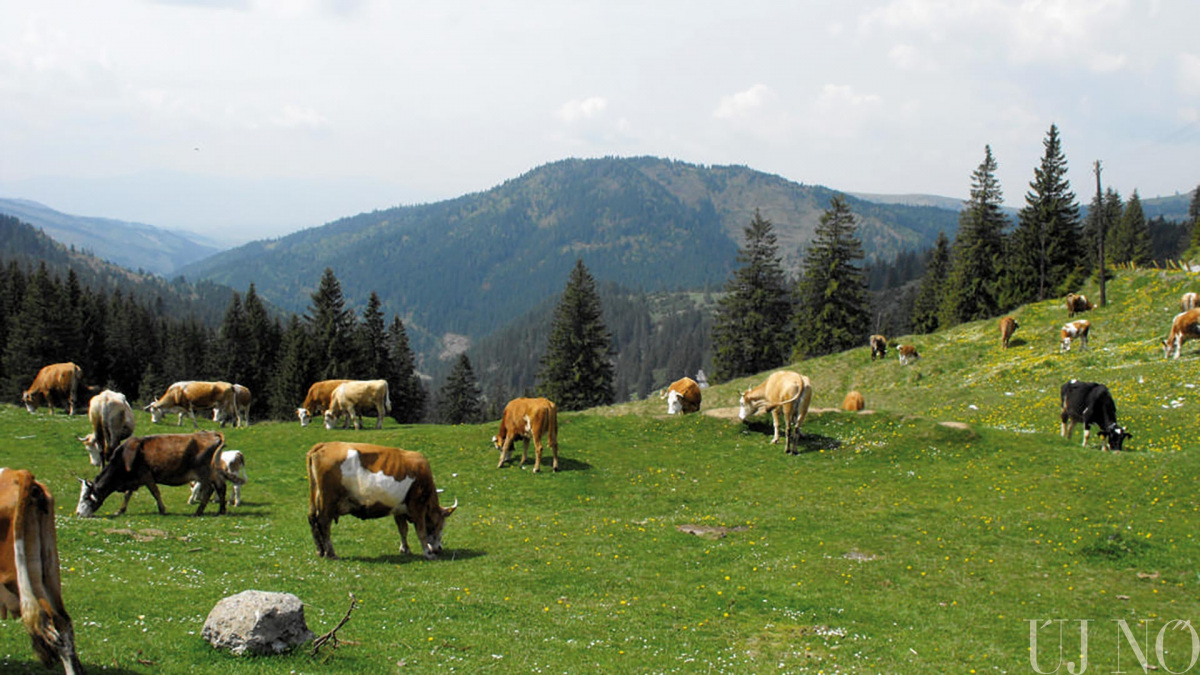 falusi-turizmus-tehenes.jpg