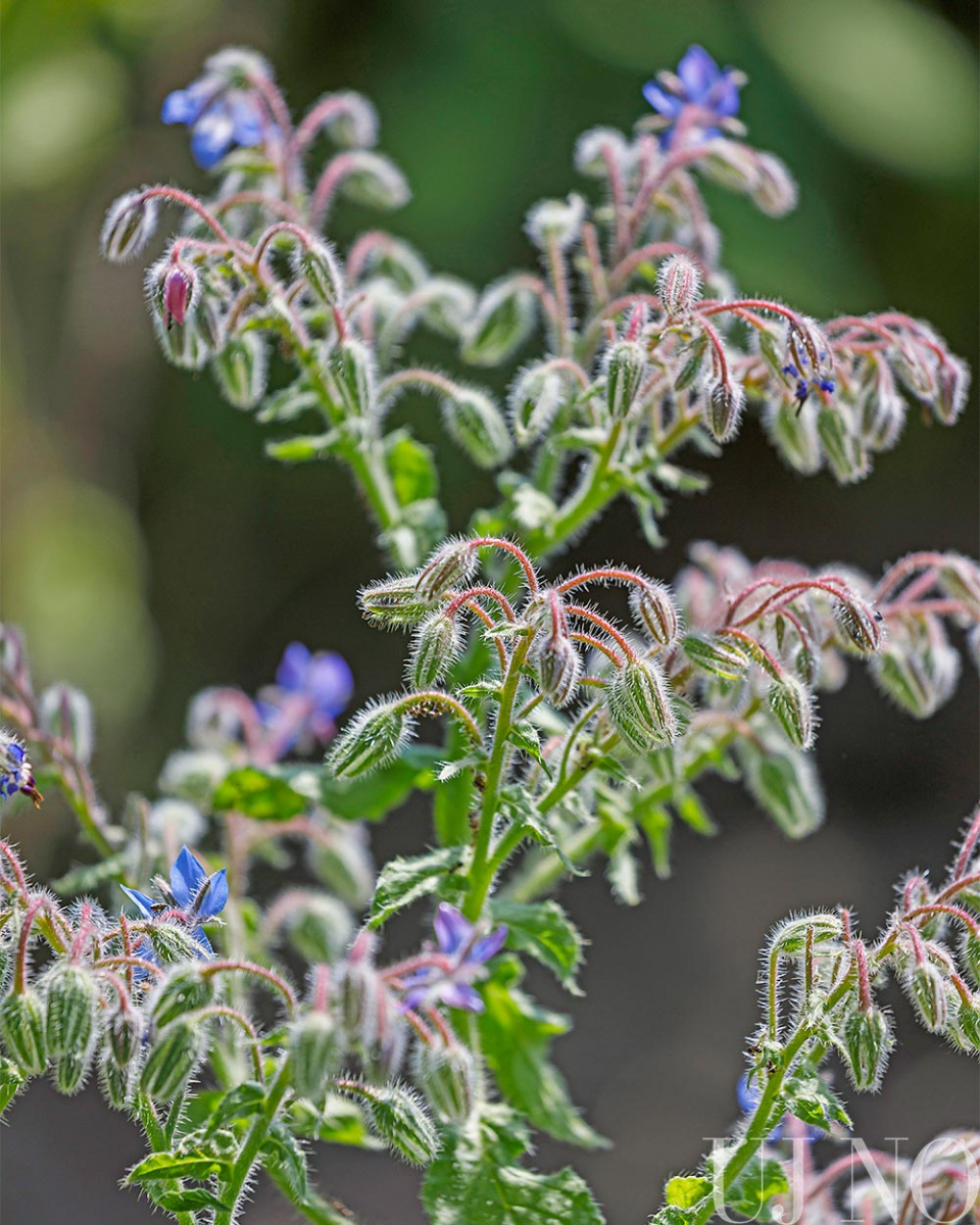 fuszerkert-borago.jpg