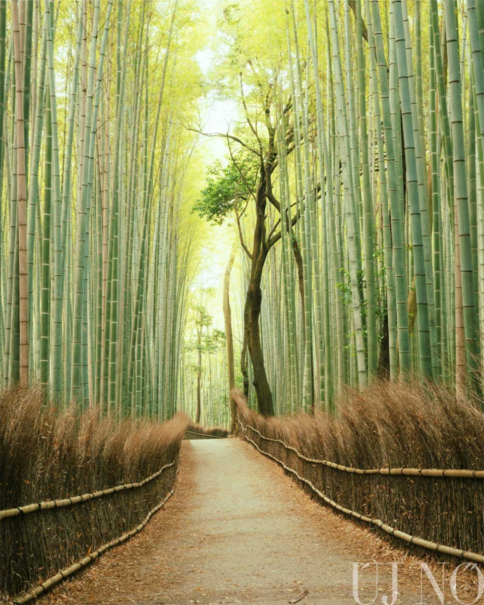 ki-a-jobb-kina-vagy-japan-bambusz.jpg