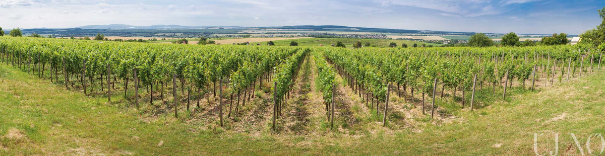 kurti-szolohegy-panorama.jpg