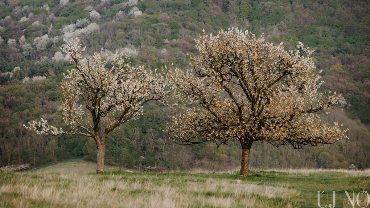 majusi-lapajanlo-ajnacsko.jpg