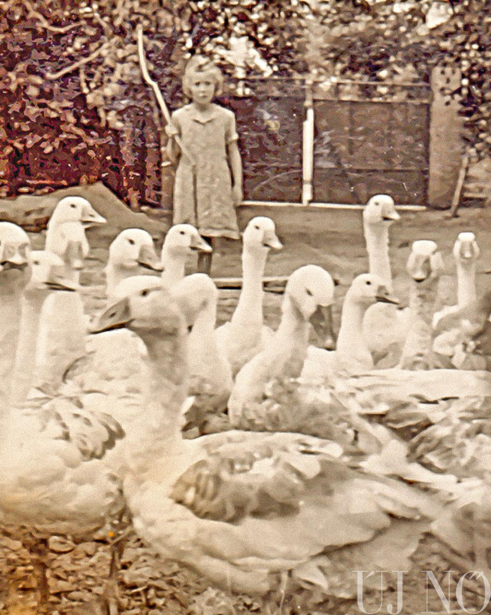 marton-napi-libak-regi-kep.jpg