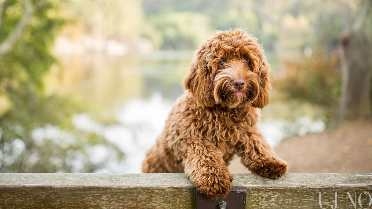 svajci-kutyamania-labradoodle.jpg