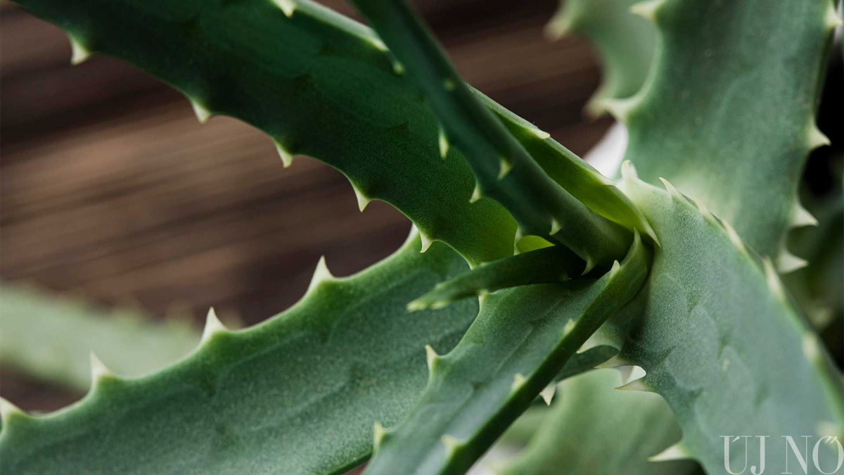 aloe-vera-csodanoveny-belso.jpg