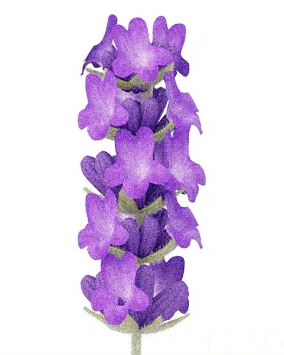 ametiszttol-ezustlilaig-levendula-angustifolia.jpg