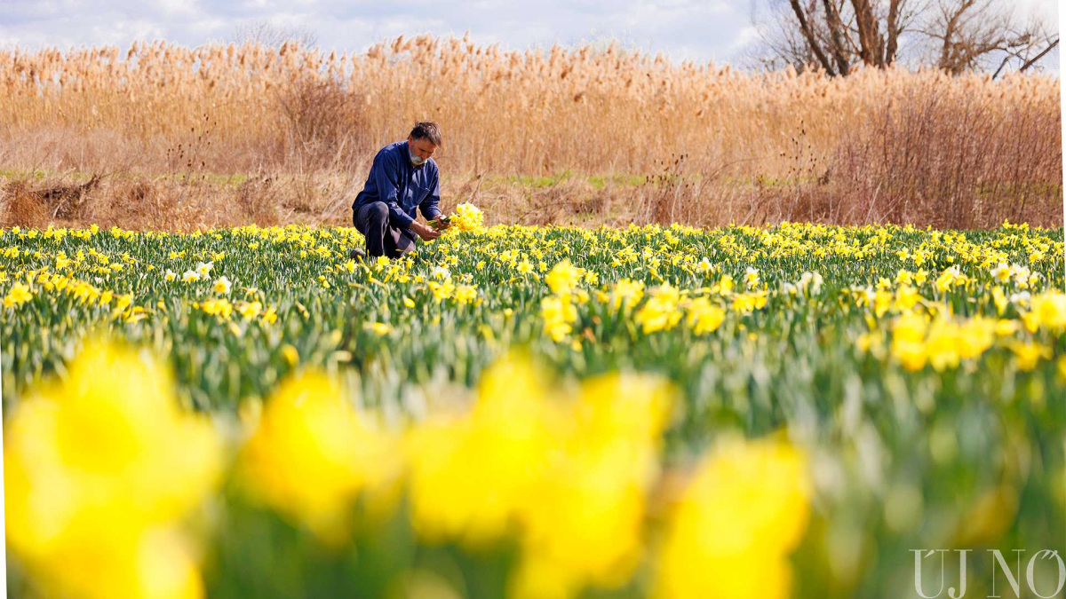 aprilisi-lapajanlo-narciszok.jpg