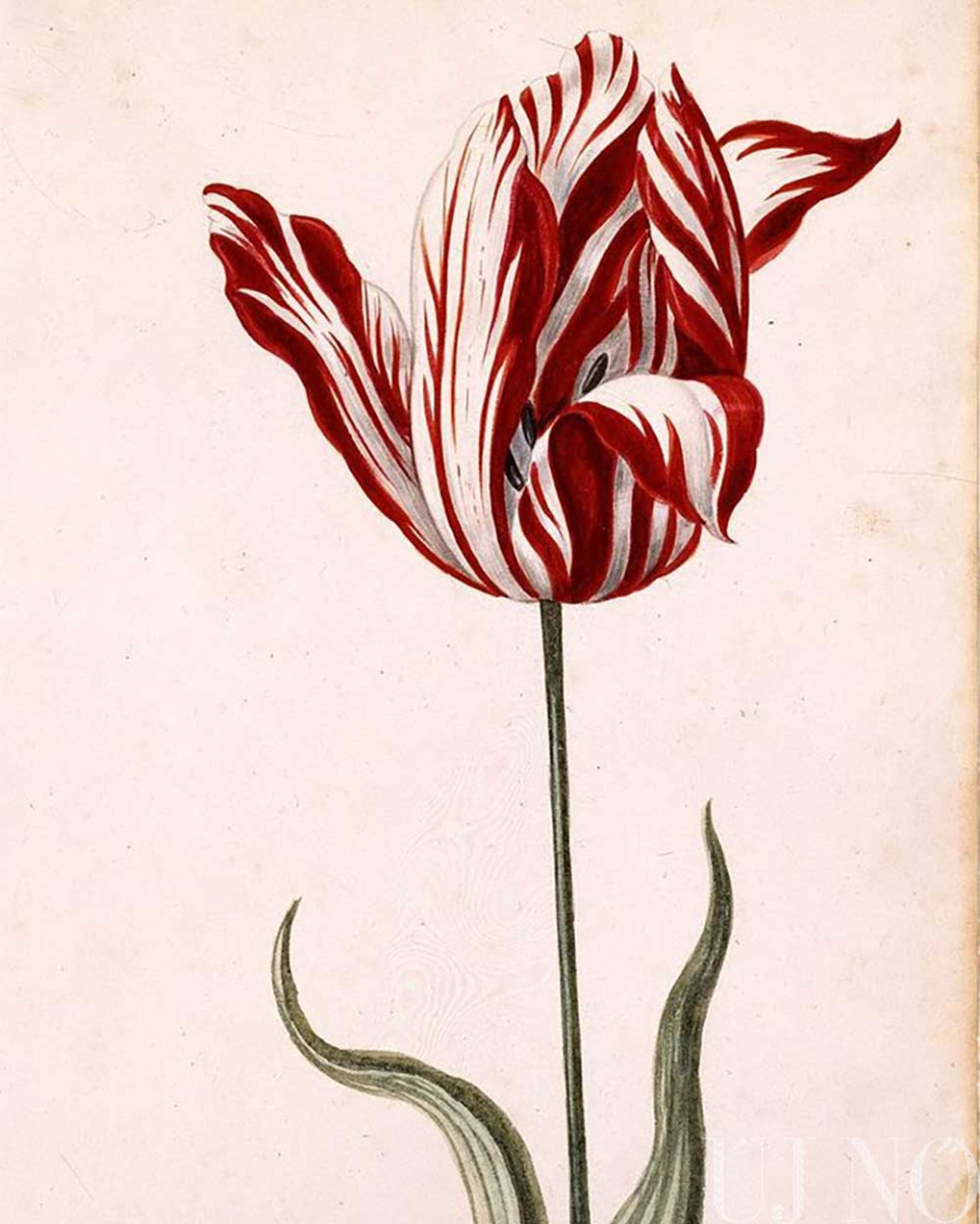 delfti-vaza-es-a-tulipan-5.jpg