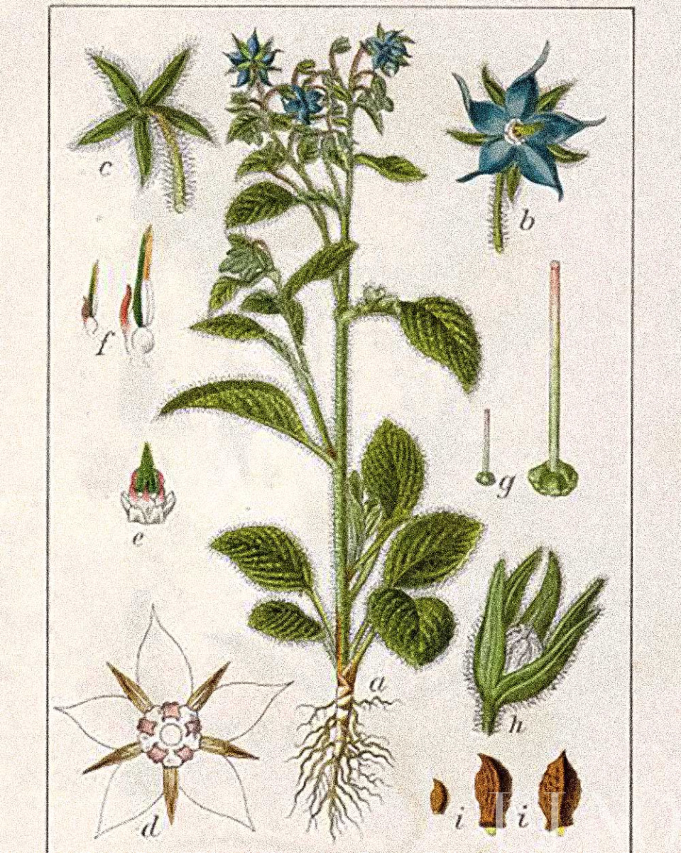gyogyito-fuveink-borago.jpg