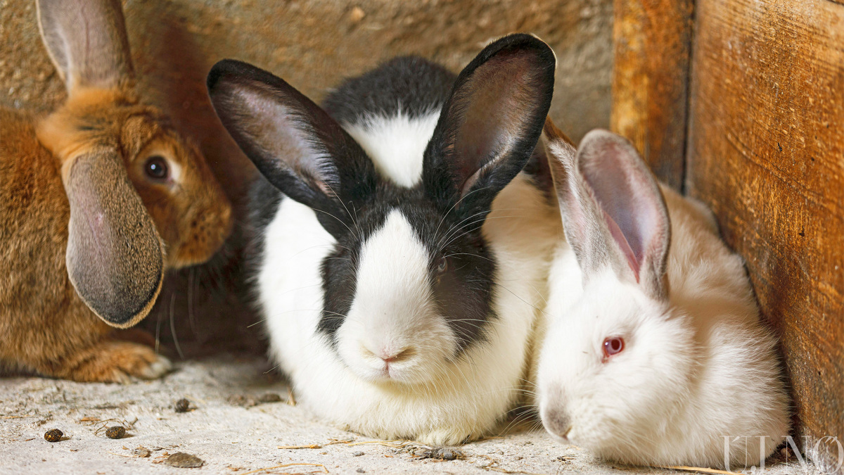 husvet_allatok_fekvo_00008.jpg