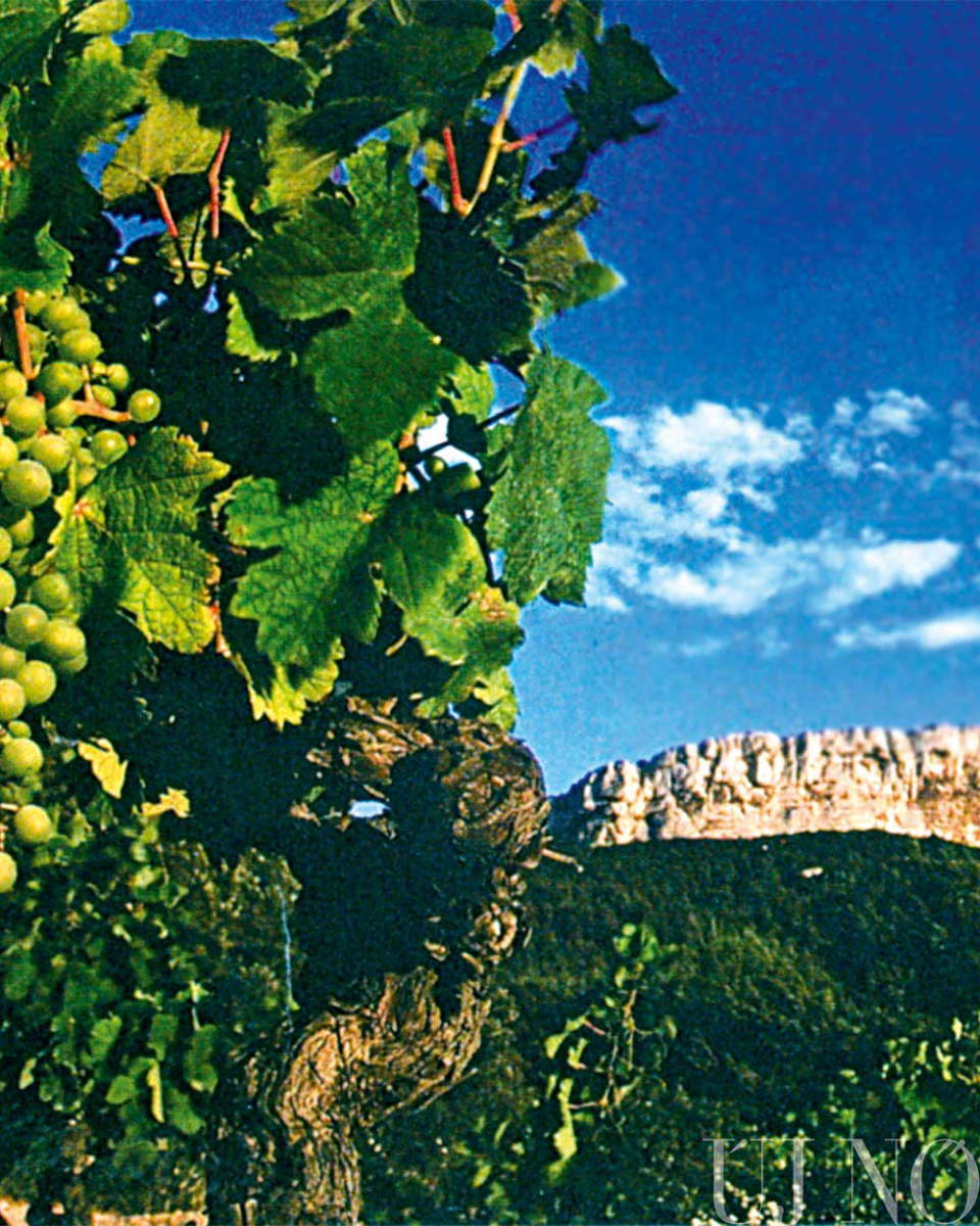 jojjon-velunk-provenceba-szolo.jpg