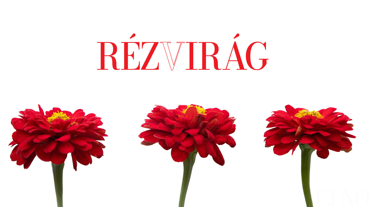 juliusi-lapajanlo-rezvirag.jpg