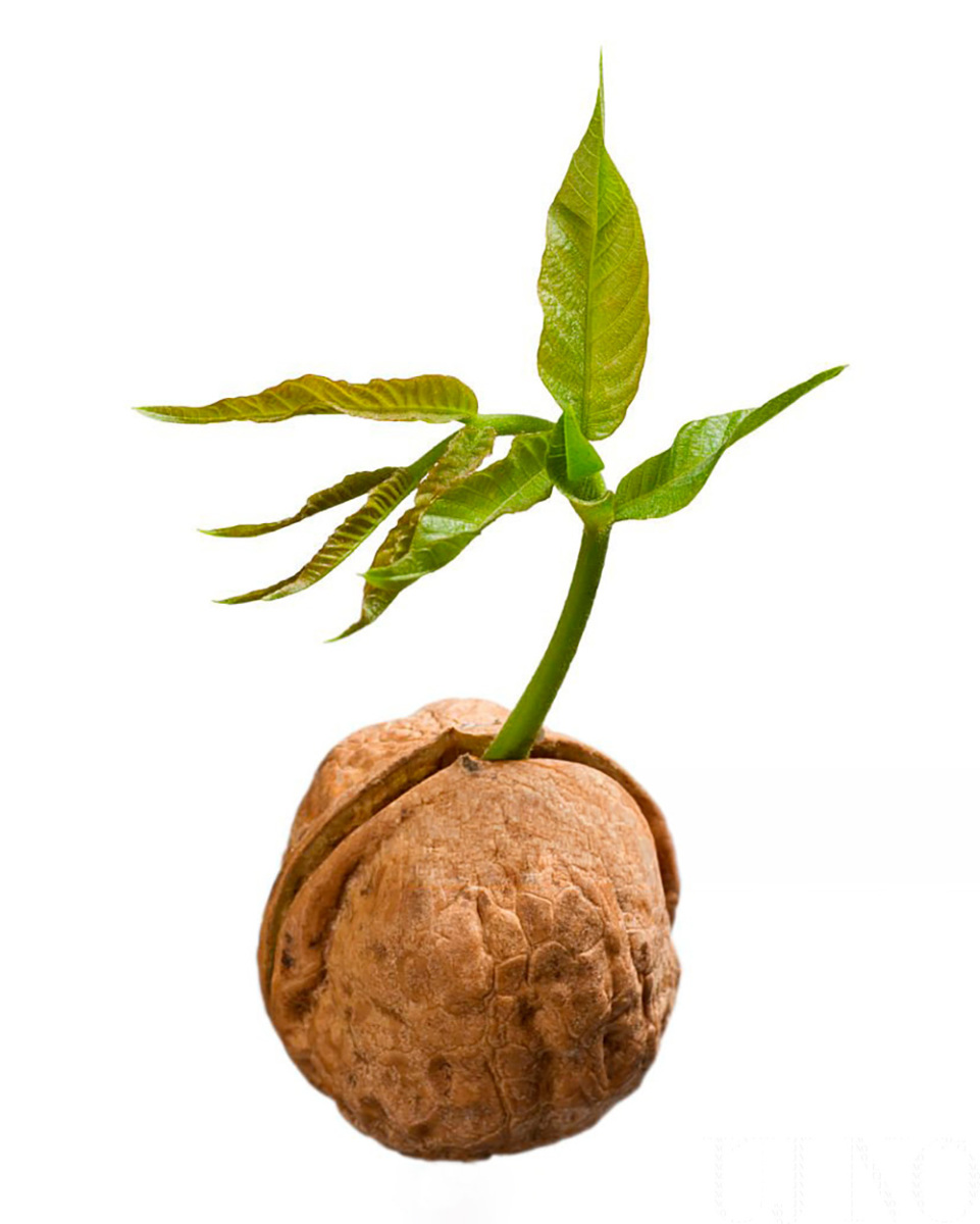 kallai_diobirtok00005.jpg