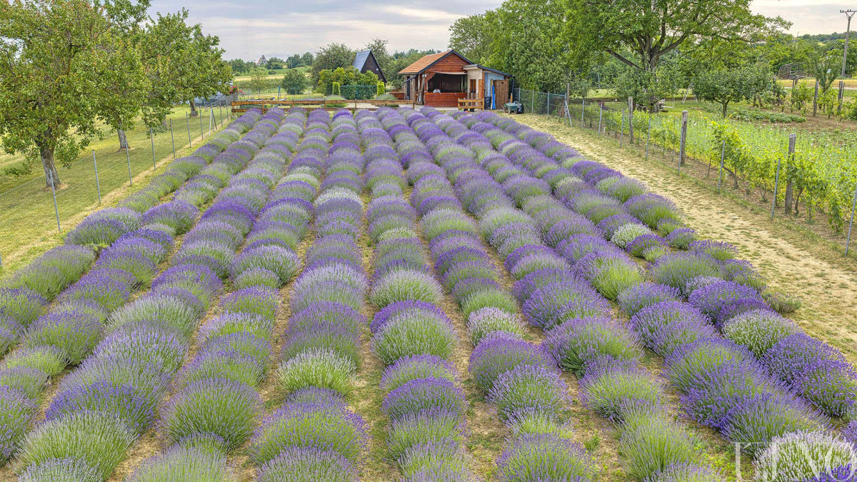 levendulas-lovacskaval-farm.jpg