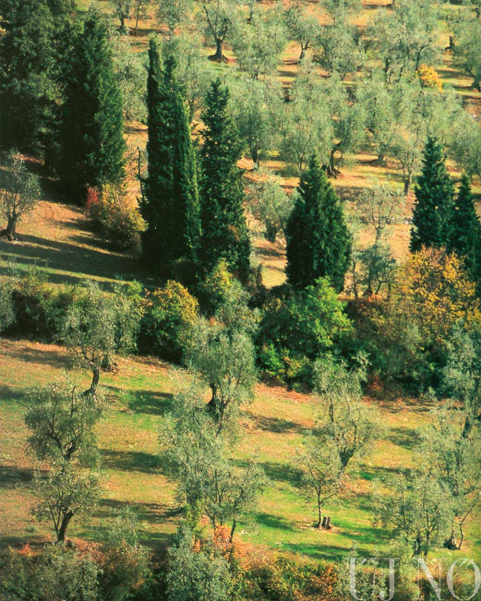 milyen-egy-olajbogyoszuret-taj.jpg