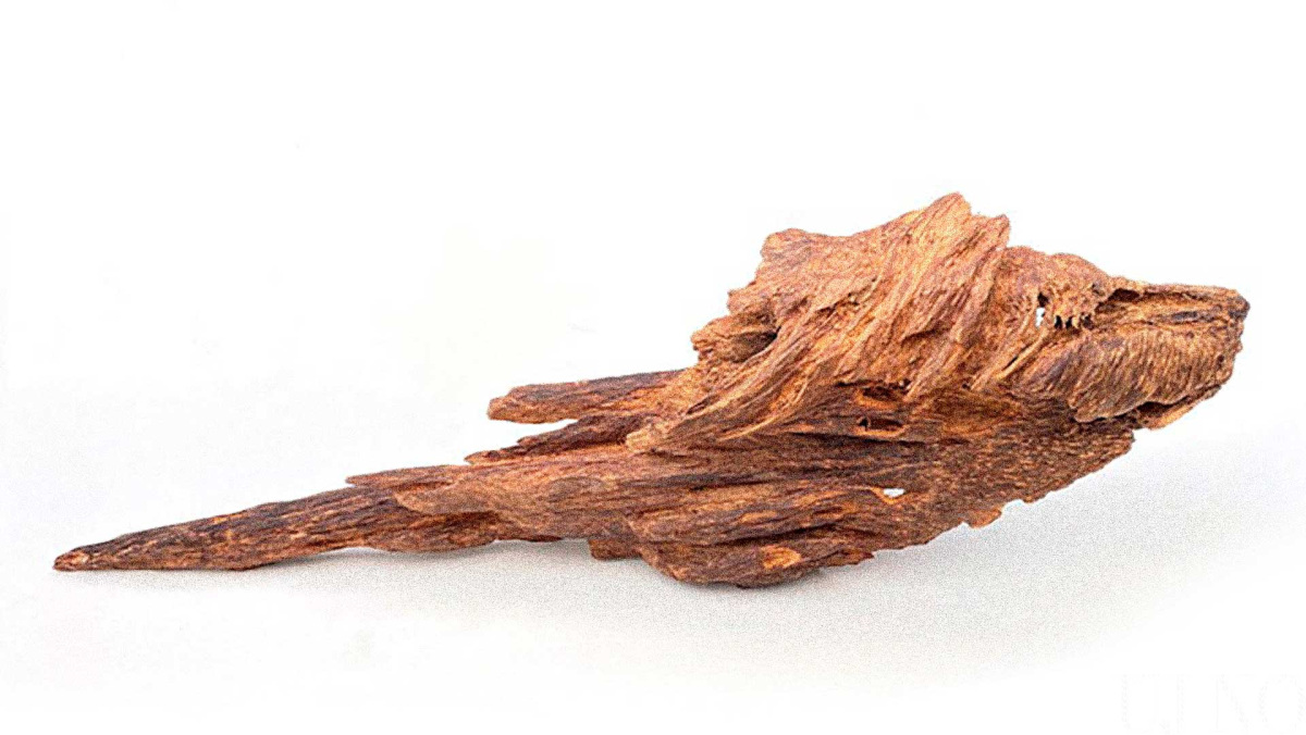 oud-a-fekete-arany-fa.jpg