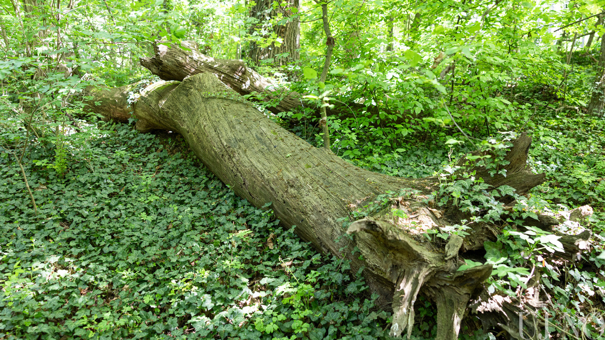 pomle_somorja_fekvo00006.jpg