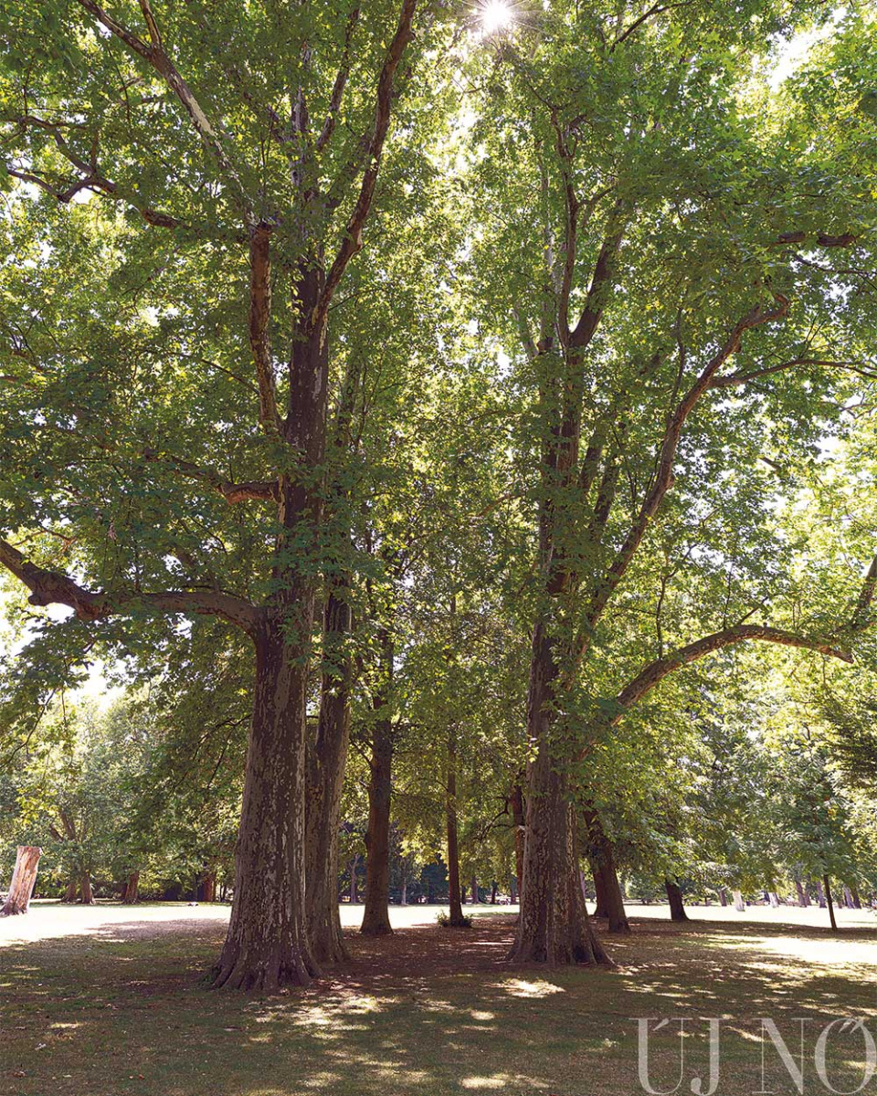 pozsonyi_liget00003.jpg