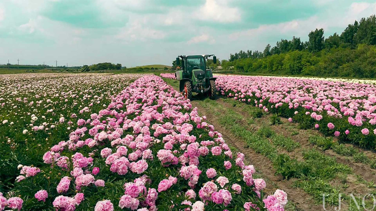 rozsakkal-a-nem-rozsas-helyzetrol-traktor.jpg