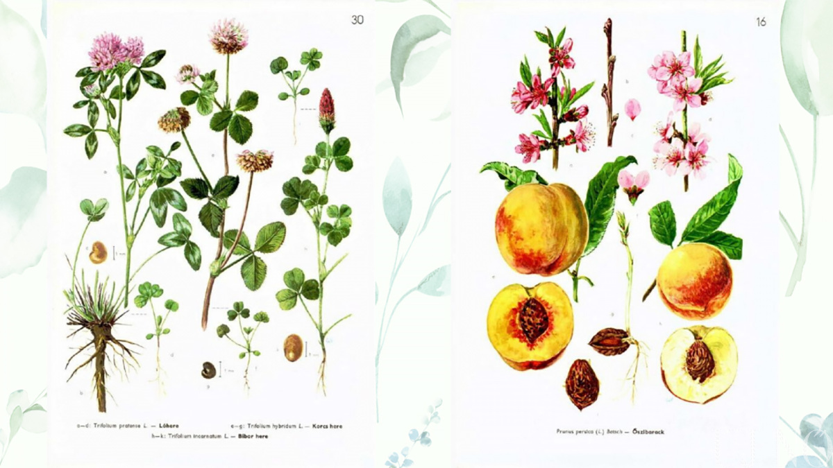 teljes-szivvel-botanika-belso.jpg
