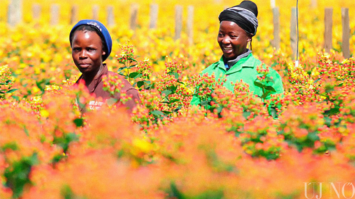 tulipanos-kitekinto-afrika.jpg