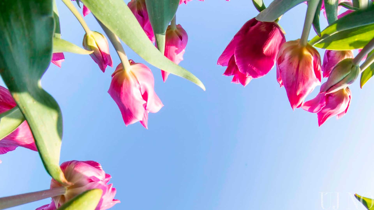tulipanos-kitekinto-kezdo.jpg