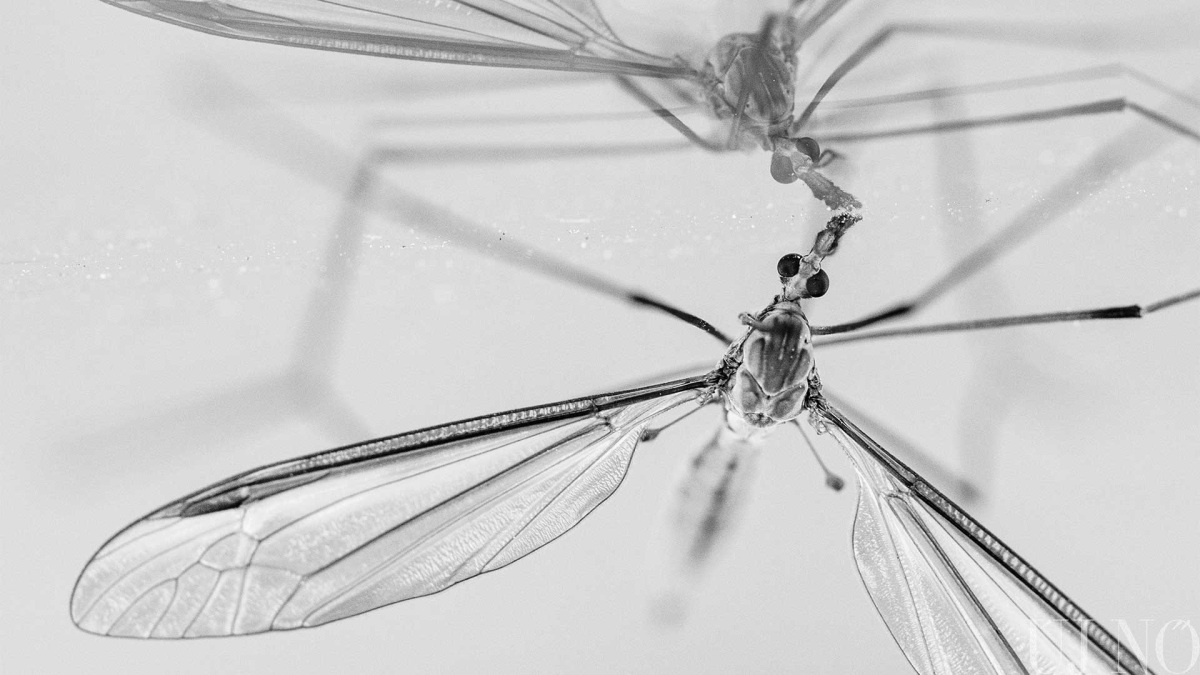 visszaterhet-a-malaria-kezdo.jpg