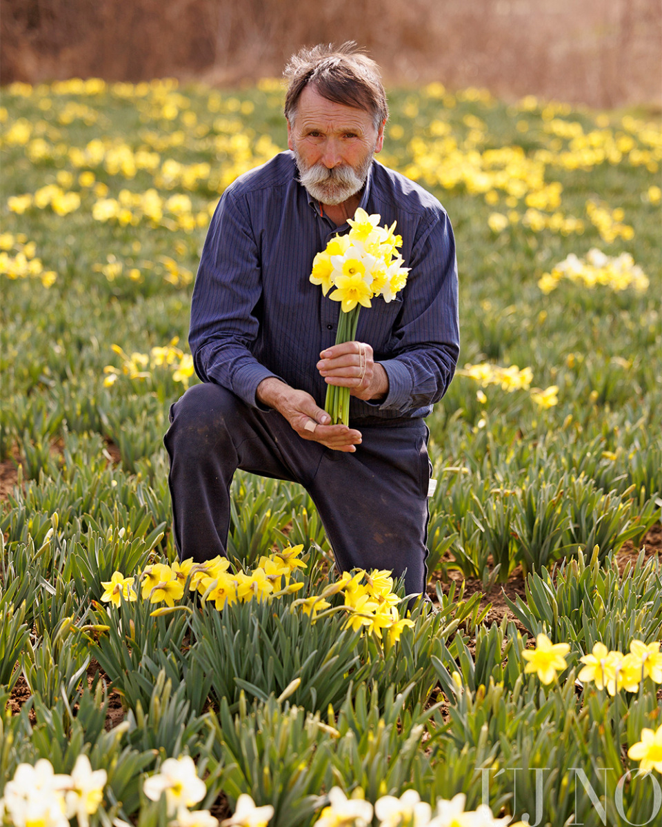 zoboralji_narciszok00003.jpg