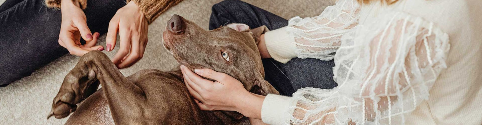 Az új trend: gyerek helyett kutya Az új trend: gyerek helyett kutya