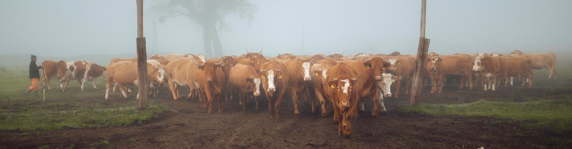 Behajtják télire a marhát Ágcsernyőben