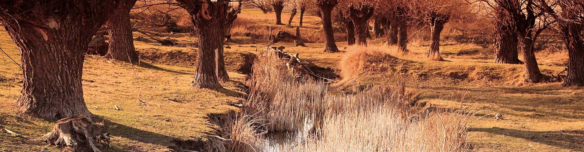 Bogyarét emlékezete