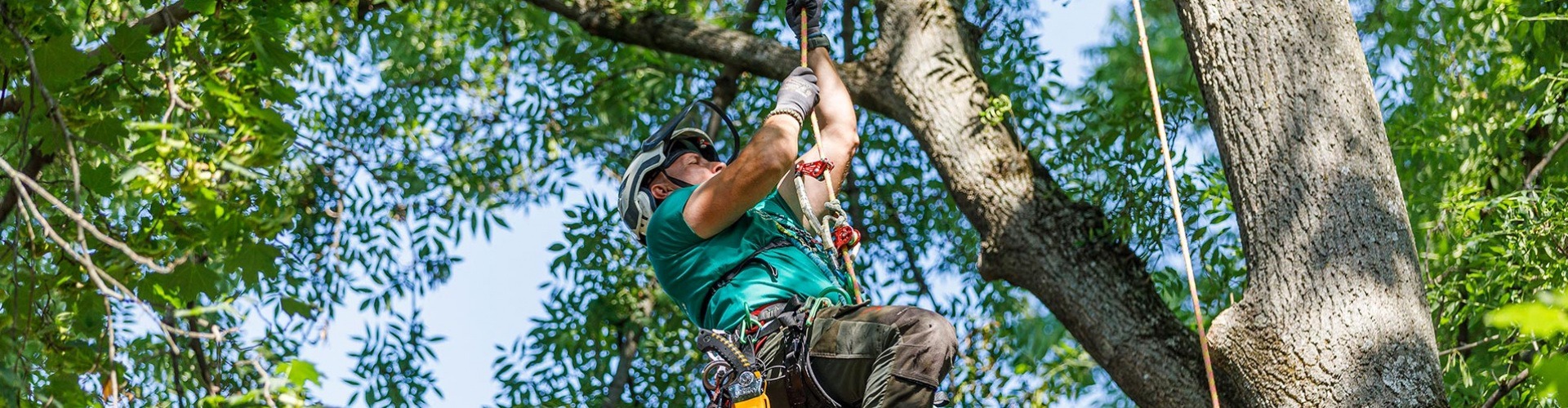 Hogyan lesz valakiből arborista?