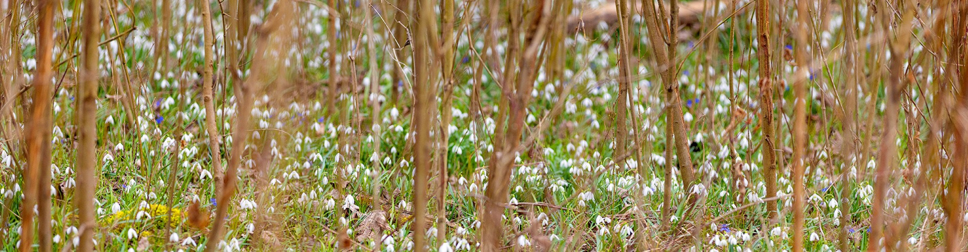 Gazdagok vagyunk, mert virágoskertünk a széles mező, rét, erdő Gazdagok vagyunk, mert virágoskertünk a széles mező, rét, erdő
