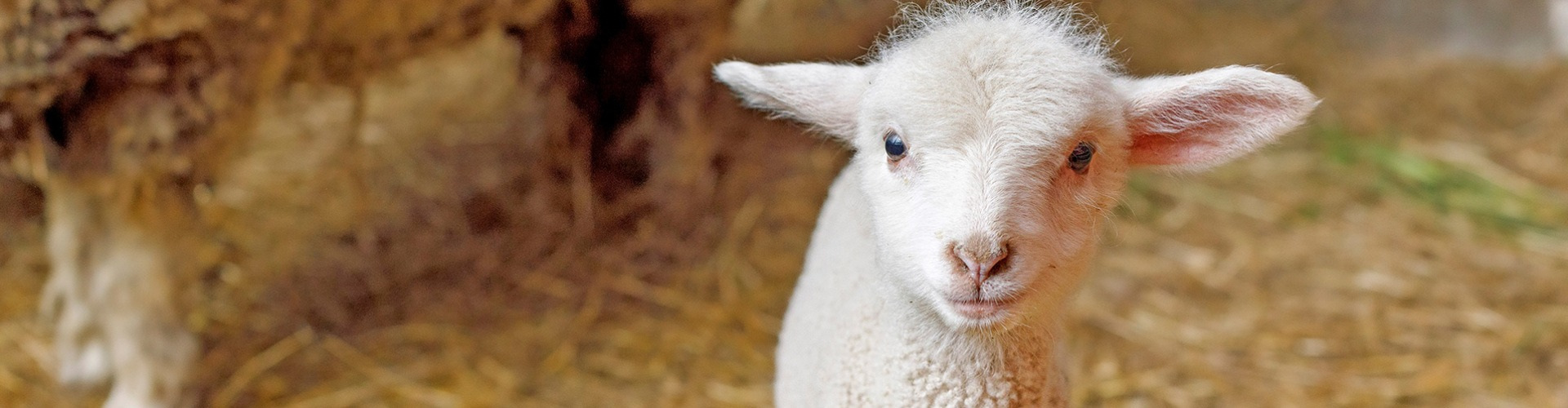 Húsvét: mit esznek az állatok?