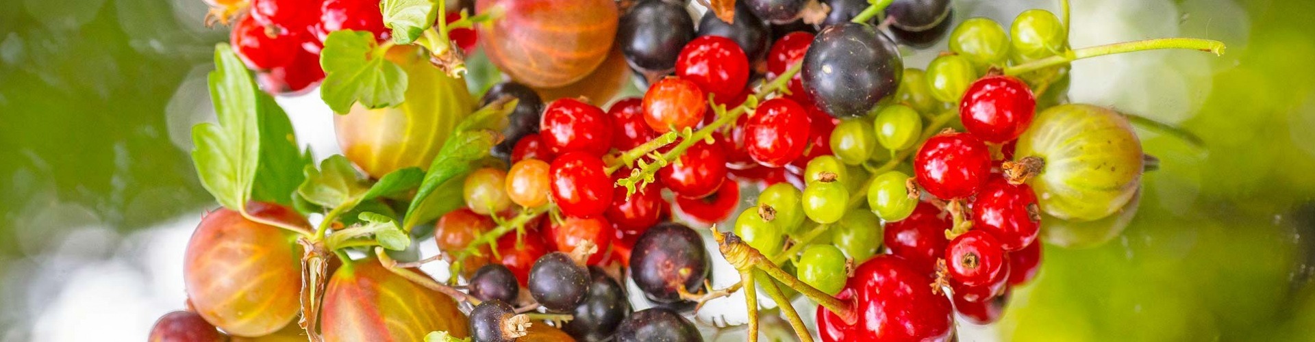 Superfood a kertünkből