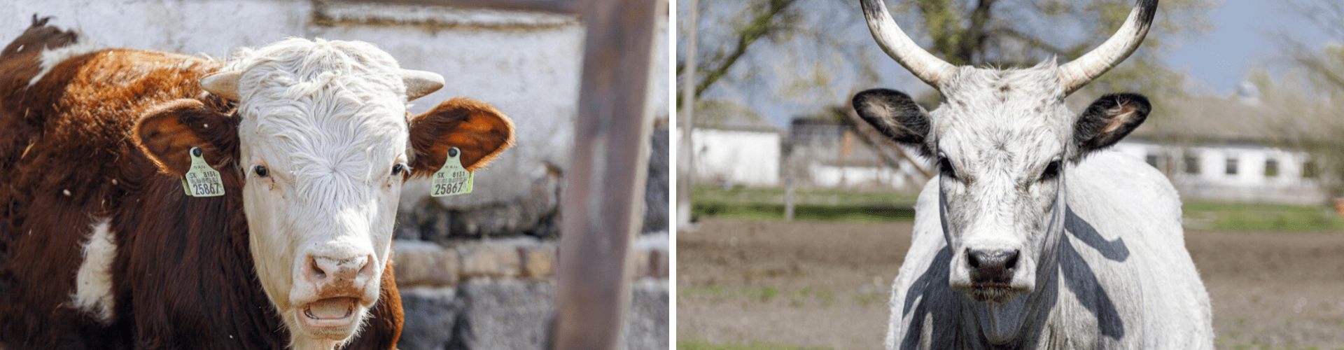 Tyúkom mondja: kitrákotty, kakasom mondja: Covid-19